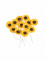 Vue d ensemble des 12 fleurs des champs type tournesols
