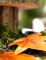Gros plan sur une feuille orange de l assortiment de 11 feuilles d automne décoration en carton