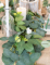 Gros plan sur le feuillage et les fleurs de la guirlande de pivoines, laurier et eucalyptus pour mariage blanche