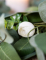 Détail d une fleur de pivoine de la guirlande de pivoines, laurier et eucalyptus pour mariage blanche
