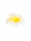 Vue de profil d une fleur du lot de 6 fleurs de monoï artificielles pour décoration