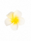 Gros plan d une fleur blanche et jaune du lot de 6 fleurs de monoï artificielles pour décoration