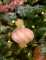 Mise en situation sur un sapin de la boule de noël forme goutte et spirales rose et or pailletée