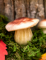 Vue de profil d un champignon des champignons en mousse aspect naturel