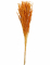 Bouquet de broom séché terracotta 75 à 85 cm de 50g