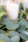 Gros plan sur les feuilles de la guirlande de feuilles d eucalyptus décoration végétale