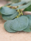 Détail de la texture des feuilles de la guirlande de feuilles d eucalyptus décoration végétale