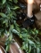 Mise en situation de la guirlande feuilles de saule pleureur pour décoration de table verte