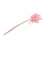 Bouquet de lagurus rose pastel 50-60 cm de 25 tiges