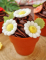 Gros plan des décorations en sucre marguerites et feuilles blanches et vertes