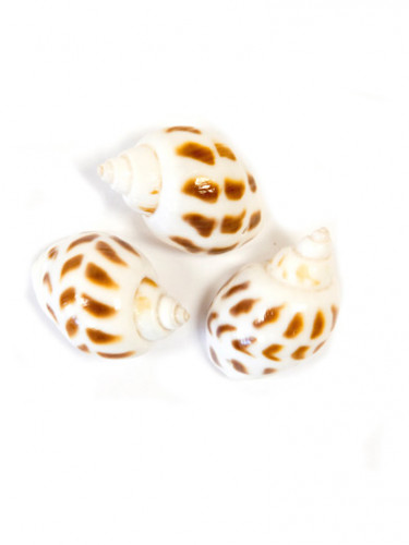6 petits coquillages de décoration blancs mouchetés 3 x 2,5 cm