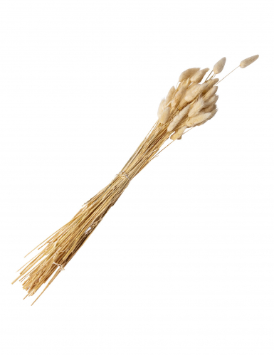 Bouquet lagurus plumeaux crème 50 gr 70 cm décoration mariage