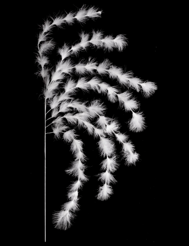 Branchage 7 brins plumes blanches 60 cm ambiance bohème