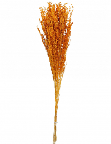 Bouquet de broom séché terracotta 75 à 85 cm de 50g