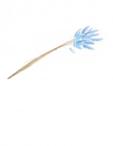 Bouquet de lagurus bleu pastel 50-60 cm, 25 tiges séchées