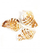 6 coquillages de décoration 4,5 x 2,8 cm bernard l'hermite