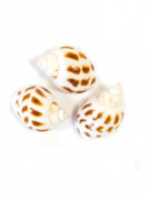 6 petits coquillages de décoration blancs mouchetés 3 x 2,5 cm