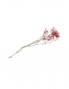 Bouquet de gypsophiles séchées rose 25 g pour décoration