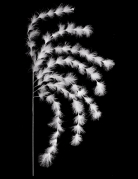 Branchage 7 brins plumes blanches 60 cm ambiance bohème