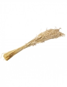 Epi d'avoine séché naturel 100 g 73 cm ambiance champêtre