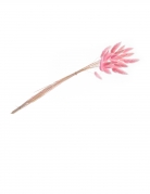 Bouquet de lagurus rose pastel 50-60 cm de 25 tiges